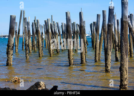 Les pilotis d'un quai abandonné à Provincetown, Massachusetts à Cape Cod, USA Banque D'Images