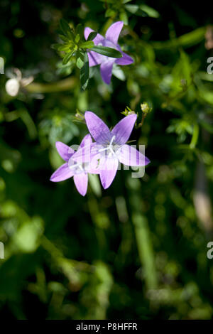 La campanule rampante, rampion bellflower Campanula rapunculoides - Banque D'Images