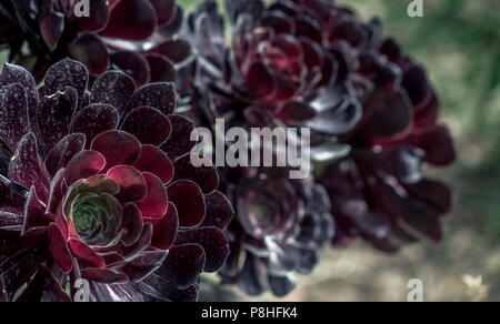 Close up image of an Irish Rose Banque D'Images