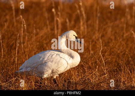 Le Cygne siffleur (Cygnus columbianus) dans l'herbe haute. Le cygne sans petite tache jaune en face de son oeil dans le potter Marsh, Anchorage, Alaska Banque D'Images