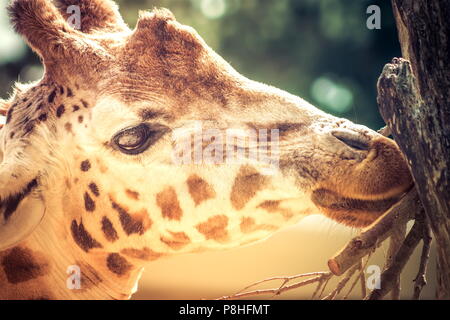Close up portrait libre d'une girafe portrait head shot. Banque D'Images
