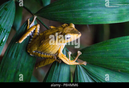 Polypedates otilophus (aussi connu sous le fichier-eared Rainette, Bornéo, Grenouille hibou à tête ou osseuse), la grenouille Kubah National Park, Sarawak, Malaisie Banque D'Images