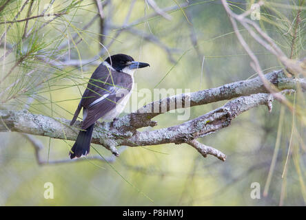 Butcherbird Grey (Cracticus torquatus), Royal National Park, NSW, Australie Banque D'Images