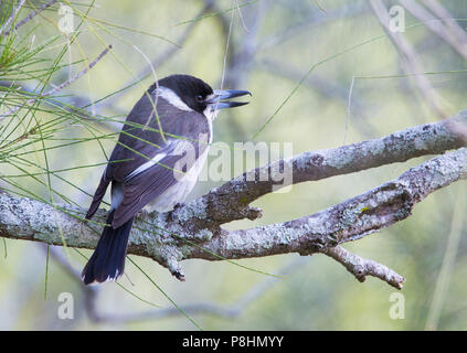 Butcherbird Grey (Cracticus torquatus), Royal National Park, NSW, Australie Banque D'Images