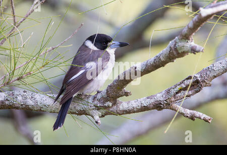 Butcherbird Grey (Cracticus torquatus), Royal National Park, NSW, Australie Banque D'Images