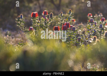 Banksia écarlate coccinea) dans les landes côtières, Cheynes Beach, au sud-ouest de l'Australie occidentale. Aussi connu sous le nom de Banksia Waratah ou Banque d'Albany Banque D'Images