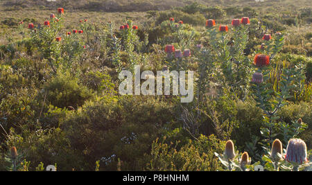 Banksia écarlate coccinea) dans les landes côtières, Cheynes Beach, au sud-ouest de l'Australie occidentale. Aussi connu sous le nom de Banksia Waratah ou Banque d'Albany Banque D'Images