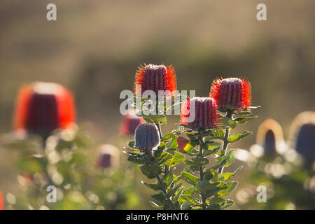 Banksia écarlate coccinea) dans les landes côtières, Cheynes Beach, au sud-ouest de l'Australie occidentale. Aussi connu sous le nom de Banksia Waratah ou Banque d'Albany Banque D'Images