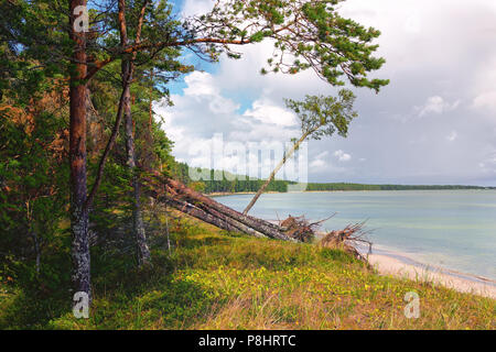 Pin casse tempête dans les dunes de la mer Baltique de l'île d'Hiiumaa un jour d'été Banque D'Images