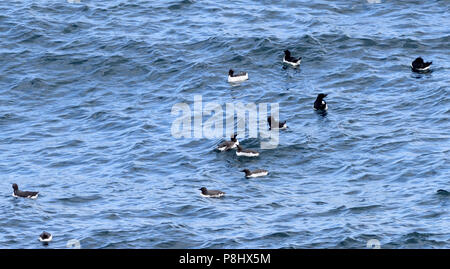 Des guillemots (Uria aalge) et de Petits Pingouins (Alca torda) dans la mer au-dessous de leurs nids sur des corniches sur les falaises de basalte à Carrick-a-Rede. Carrick-a-Rede, Banque D'Images