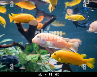 Nage du poisson dans les aquariums de la célèbre SeaWorld à San Diego, Californie Banque D'Images