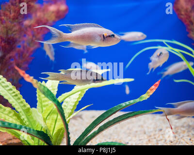 Nage du poisson dans les aquariums de la célèbre SeaWorld à San Diego, Californie Banque D'Images