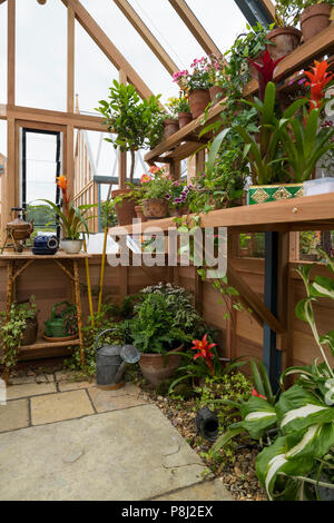 Plantes en pots sur des étagères en bois d'émissions sur l'affichage et à la vente - Gabriel Ash stand du commerce, RHS Flower Show de Chatsworth, Derbyshire, Angleterre, RU.sh Banque D'Images