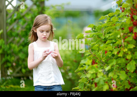 Adorable petite fille pickind groseilles rouges d'un buisson dans un jardin Banque D'Images