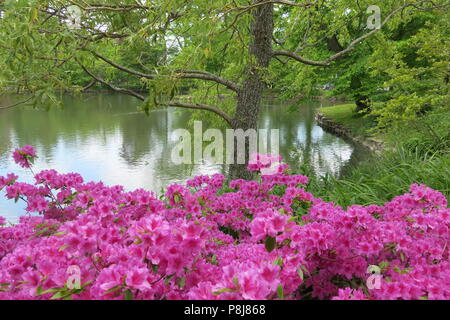 Les jardins publics de Halifax ont été une oasis de calme et de couleurs depuis l'époque victorienne ; caractéristiques : Griffin's Pond Banque D'Images