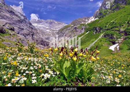 Jaune à fleurs Lady's Slipper orchid (Cypripedium calceolus) devant un panorama de montagne, Le Maderanertal, Canton d'Uri Banque D'Images