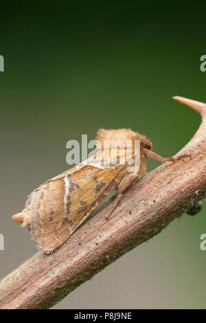 Triodia sylvina Swift (orange) Banque D'Images