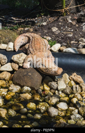 La figure d'un crocodile en plastique sur le jardin en Allemagne Banque D'Images