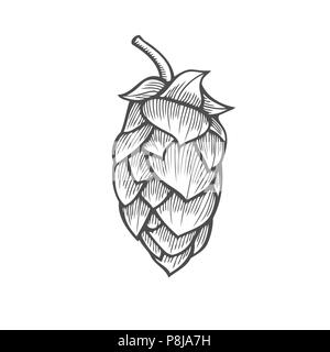 Hop bio plante qui est utilisé dans la brasserie de la bière. Pour les étiquettes et l'emballage. Vector illustration gravée. Hand drawn isolé sur blanc retour Illustration de Vecteur