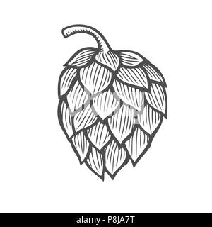 Hop bio plante qui est utilisé dans la brasserie de la bière. Pour les étiquettes et l'emballage. Vector illustration gravée. Hand drawn isolé sur blanc retour Illustration de Vecteur