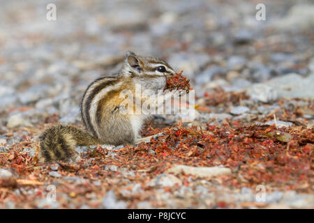 Un petit chipmunk, Tamias minimus, gorgeant sur la gale de l'ours noir. Banque D'Images