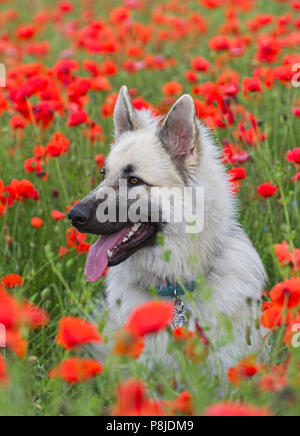 Berger allemand en champ de coquelicots Banque D'Images