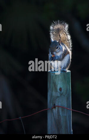 L'écureuil gris de l'est assis sur un piquet de manger une noix. L'écureuil est éclairé par le soleil du matin, de sorte que sa queue est bien éclairée. Banque D'Images