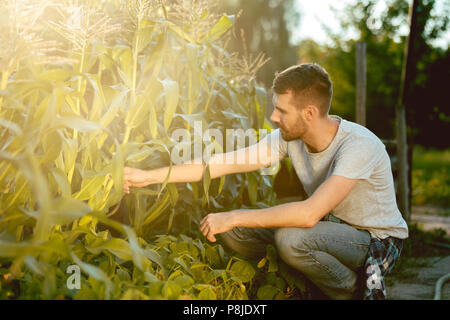 Beau farmer dans la trentaine picking sur un champ de maïs Banque D'Images