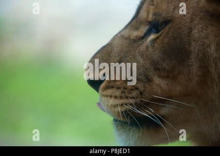 Image en gros plan d'un jeune lion lionne) (ou se détendre et profiter d'une chaude journée d'été. La photo est un chef-shot de la jeune féline. Banque D'Images