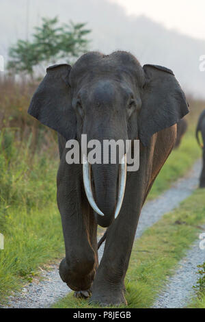 Ou de l'éléphant d'Asie éléphant asiatique ou Elephas maximus sur route à Jim Corbett National Park à l'Uttarakhand en Inde Banque D'Images