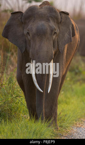 Ou de l'éléphant d'Asie éléphant asiatique ou Elephas maximus sur route à Jim Corbett National Park à l'Uttarakhand en Inde Banque D'Images