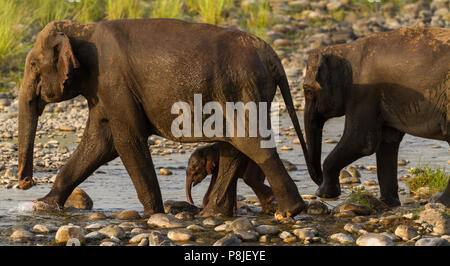 Ou de l'éléphant d'Asie éléphant asiatique ou Elephas maximus mère et son petit passage à niveau de la rivière Ramganga à Jim Corbett National Park à l'Uttarakhand en Inde Banque D'Images