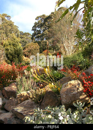 Toomah montage Jardin Botanique, Blue Mountains, NSW, Australie Banque D'Images