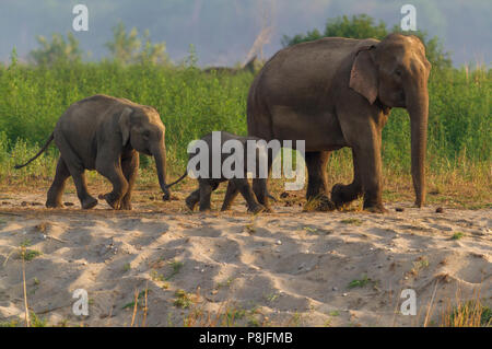 Ou de l'éléphant d'Asie éléphant asiatique Elephas maximus ou famille avec le veau à Jim Corbett National Park à l'Uttarakhand en Inde Banque D'Images