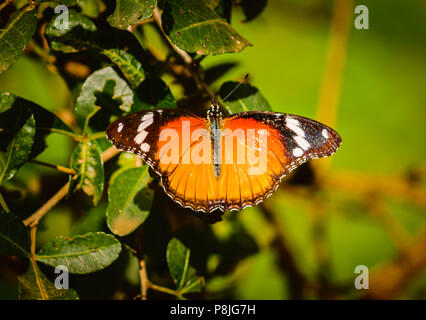 Un papillon posé sur une branche avec ses ailes étalées Banque D'Images