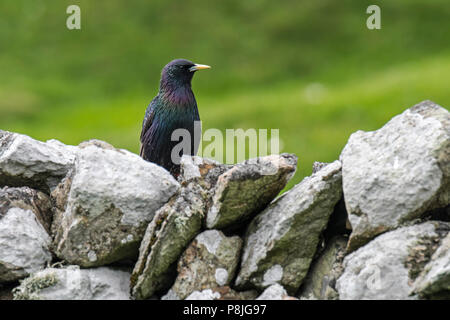 Étourneau sansonnet / l'étourneau sansonnet (Sturnus vulgaris) perché sur un mur en pierre sèche où il niche au printemps, Ecosse, Royaume-Uni Banque D'Images