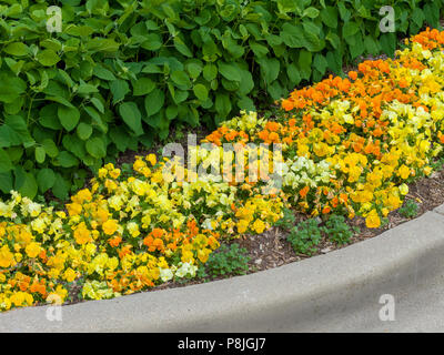 Fleur orange et jaune coloré frontière avec couvre-sol frais du printemps fleurs ci-dessous légumes verts arbustes en un son surround en béton Banque D'Images