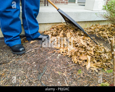 L'homme en salopette denim ratissage des feuilles mortes en face d'une maison dans une vue rapprochée de la pile, la tête inclinée du râteau et ses chaussures Banque D'Images