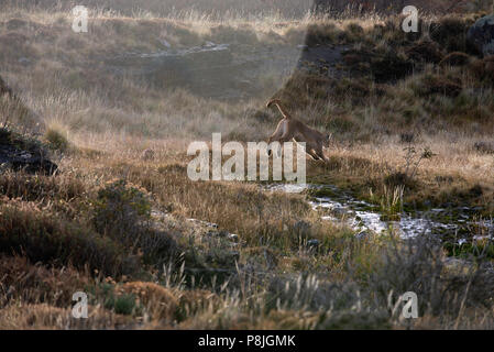 La femelle adulte Puma sautant au-dessus de petit ruisseau. Banque D'Images