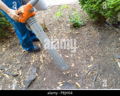 L'homme l'aspirateur feuilles mortes dans une cour du travail autour des plantes vertes au printemps avant le paillage les parterres Banque D'Images