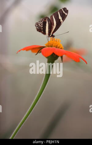 Zebra longwing heliconid Heliconus charithonia (papillon) en sirotant un nectar de fleur orange Banque D'Images