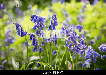 Gros plan des cloches (jacinthoides sp.) Banque D'Images