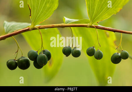 Baies noires de Solomon's seal Banque D'Images