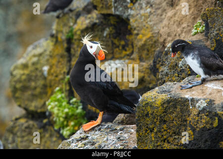 Le Macareux huppé sur birdcliff au repos Banque D'Images