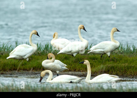 Les Cygnes siffleurs au repos sur le lac de la toundra Banque D'Images