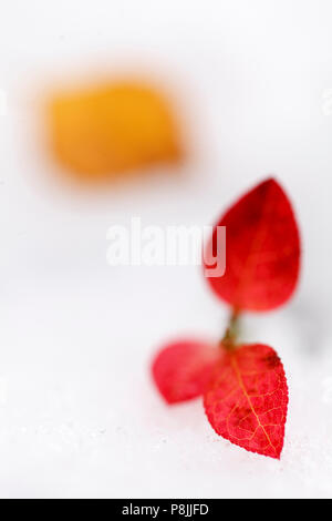 Blueberry en automne couleur dans la neige, entouré de feuilles de bouleau jaune Banque D'Images