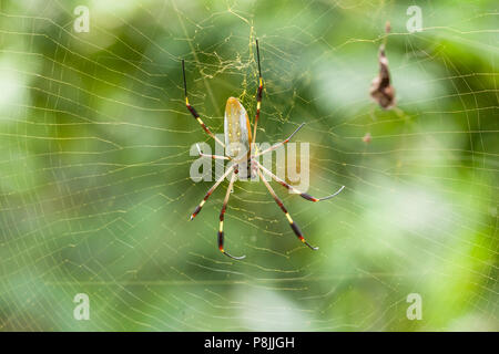 Araignée Nephila clavipes (banane) dans web Banque D'Images