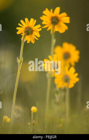 Groupe de floraison de Wolf's bane Banque D'Images