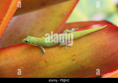 Gold Dust Day Gecko sur une agave. Sur la grande île d'Hawai'i. Banque D'Images