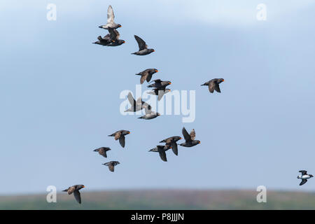 Groupe de vol de Cormoran à Cassin ; Aethia cristatella Banque D'Images